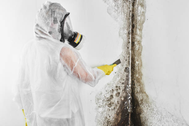 Best Commercial Mold Remediation in Prairieville, LA